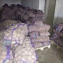 Картофель столовый. Гала, Волат, Манифест(калибр 5+) Без болезней, только опт до 10 тонн за отгр