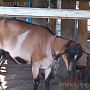 Альпийская козачка род. в феврале