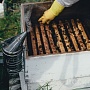 Продукция урожая 2021 года. Исключительно натуральный мёд с собственной пасеки, расположенной в