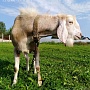 Продаётся англо-нубийский 92, 5% козёл по кличке Персей (Фото 1-7). Продаётся дешевле, чем пок