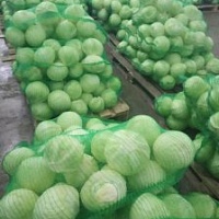 Капуста