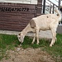 Продается англо-нубийская козочка 81%, от высоко удойной процентной козы 5+ и 100% англо-нубийск