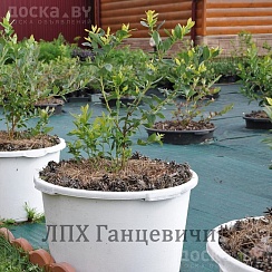 Личное подсобное хозяйство "Ганцевичи" - это дружный семейный коллектив, который на своем земель