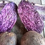 Продам картофель с цветной мякотью