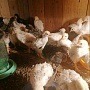 Продам цыплят доминантой Суссекс, голубой, черный. им месяц и 3 недели. Есть количество