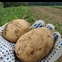 Молодой картофель:(урожай 2022 года. ) Белорусский сорт- Скарб, внутри - жёлтая, кожура жёлтая,
