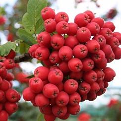 Рябина сладкоплодная АЛАЯ КРУПНАЯ