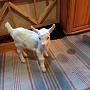 Продам 100% зааненских козлят(козочки и козлик ), проколоты , выпаиваются из соски.