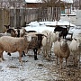 Продам овец и баранов все овцы котные ухоженные спакойные все вопросы по телефону