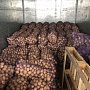 Картофель с доставкой Королева Анна ( желтый) продолговатый Отлично подходит для варки и жарки