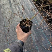 Смородина клубника малина саженцы