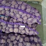 Фермерское хозяйство, реализует картофель высокого качества. Сорта : Венета, Мадейра , Крона.