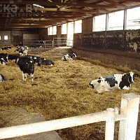 Куплю Крс , Коров, Телят, Быков, Лошадей. Самовывоз, звоните в любое время. По всей РБ.