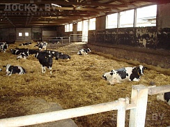 Куплю Крс , Коров, Телят, Быков, Лошадей. Самовывоз, звоните в любое время. По всей РБ.