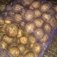 Картофель , капуста, свёкла