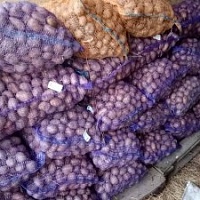 Семенной картофель. Королева Анна и Гала. Брестский район.