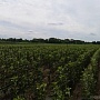 Продаём саженцы яблони на подвоях 54118, 57545, М26, М106. Соответствуют Гост Р 53135-2008. Сорт