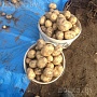 Продам излишки своего картофеля. Выращиваем для себя, остальное продаем. По вкусу и качеству кар