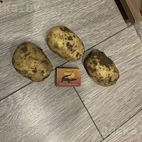 Продам молодой картофель, сорт коломбо