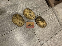 Продам молодой картофель, сорт коломбо
