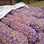 Продаем картофель хорошего качества без порши и проволочника , вкусные красивые сорта выращена б
