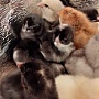 Продаются цыплята кур-несушек Чешский доминант, Хайсекс, Эггеры. - одни из самых известных и про