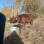 Продам 4 быков 150- 200.кг. Могилевская область, Кировский р-н. Только звонки на указанный телеф