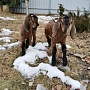 Продам двух 93.75% англо-нубийских козочек. Родились 18.02.2022 в тройне. Обезрожены, витаминизи