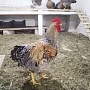 Продаю петухов Билефельдеры нахожусь 6км. От Мкада Гродненское направление.