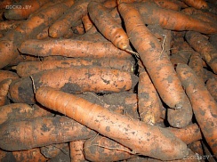 Выращивали для себя на своем участке в Гродненской области. Урожай в этом году отличный. Кар