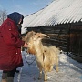 Продам породистого козла