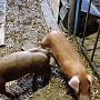 Поросятам 50 дней поставлена железо, проколоты витамины, хорошо кушают в наличии осталось всего