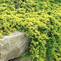 Можжевельник горизонтальный "Golden Carpet", 25-30 см