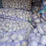 Картофель столовый. Гала, Волат, Манифест(калибр 5+) Без болезней, только опт до 10 тонн за отгр