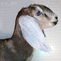 Продаём англо-нубийских 95% козликов. Родились 14 ноября 2023. Проколоты витаминами и дважды пр