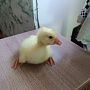 Продам гусят породы Линда родители привезены яйцом из России Чувашии вывод 01.06.2024 цена 17 ру