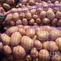 Картофель, лук, морковь, свекла с доставкой на дом