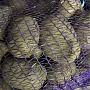 Продам картофель собственного производства. Сорт "Коломбо". Шкурка желтого цвета, в разрезе крем