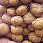 Продам свой домашний картофель сорта Гала, отличное качество. Выращен Строго Без Химикатов.