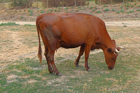 Корова