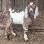 Продам англо нубийского лунно пятнистого козлика родился 20.03 от молочных предков. Выпаевается