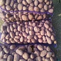 Продам домашний картофель. Вектор, Скарб. Доставка в Боровляны, Лесной, Лесковка. Вектор( кр