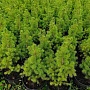 Продаём саженцы ели канадской Коника. Это декоративное, карликовое растение, активно применяется