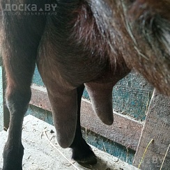 Продам две ко зы одна % нуйбийка два окота, козилась в октябре сейчас даёт2, 5-2, 8л. молока. В