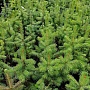 Продаём ель голубую (picea pangens), сорт Glauka Misti Blue, с закрытой корневой системой. Это в