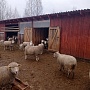 Продам отару овец прекос 32 штуки после трёх , двух и одного окота Баран иль-де-франс Яркие и