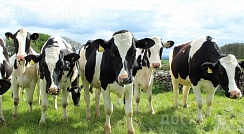 Покупаем коров быков лошадей жывым и убойным весом по РБ производим дорез в любое время суток до