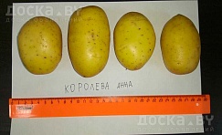 Картофель сорт "Королева Анна" поздний сорт отлично для хранения. Картофель средний не мелкий,