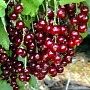 Продаём саженцы смородины разных сортов: чёрной, красной, розовой, белой для механизированного и