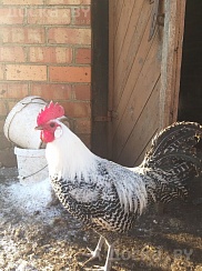 Продается семья кур брекель серебро3+1 .виандот серебро 2+1 .петух орпингтон лимонно кукушечный.